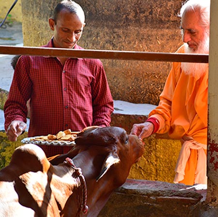 Swamiji feeding the cows